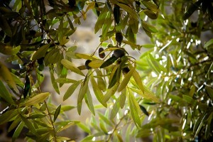 How much olive leaf extract should I take for herpes